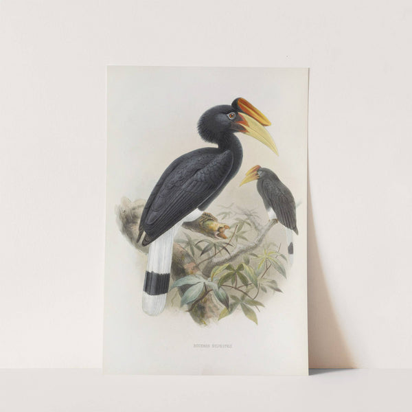 Buceros sylvestris by Daniel Giraud Elliot