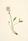 Bear Corn (Conopholis americana) (1919)