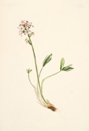 Bear Corn (Conopholis americana) (1919)