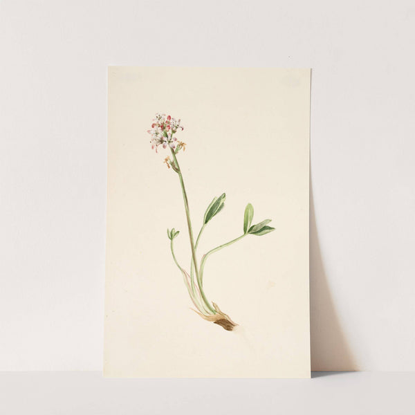 Buckbean (Menyanthes trifoliata) (ca. 1900-1920) by Mary Vaux Walcott
