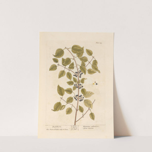 Buckthorn by Elizabeth Blackwell