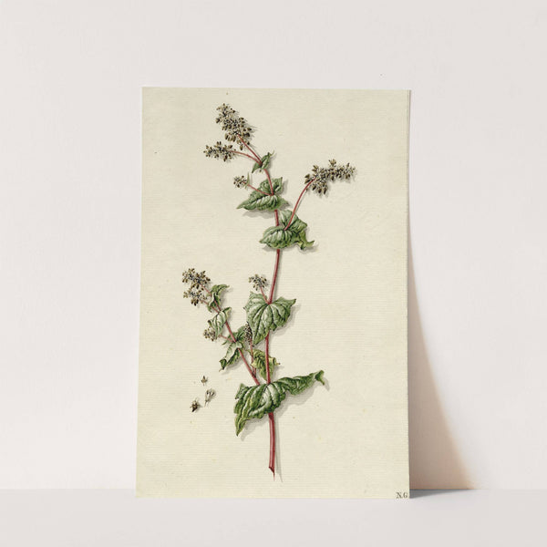 Buckwheat blossoming by Barend Hendrik Thier