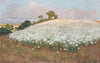 Buckwheat field I