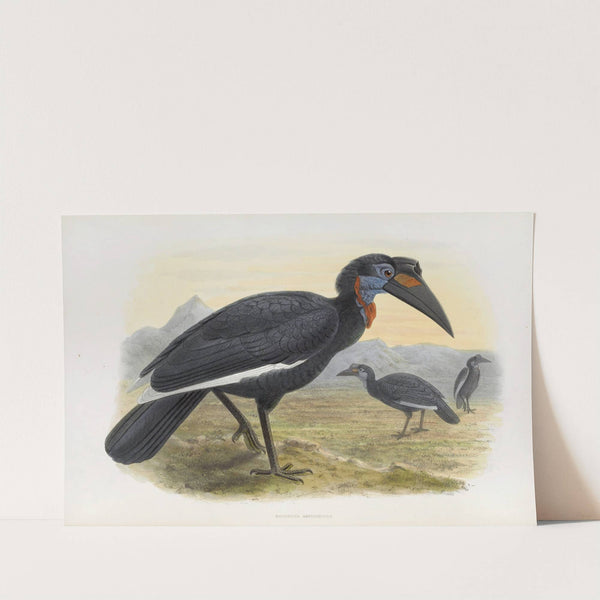 Bucorvus abyssinicus by Daniel Giraud Elliot