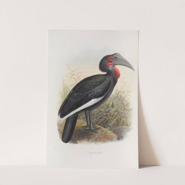 Bucorvus cafer by Daniel Giraud Elliot