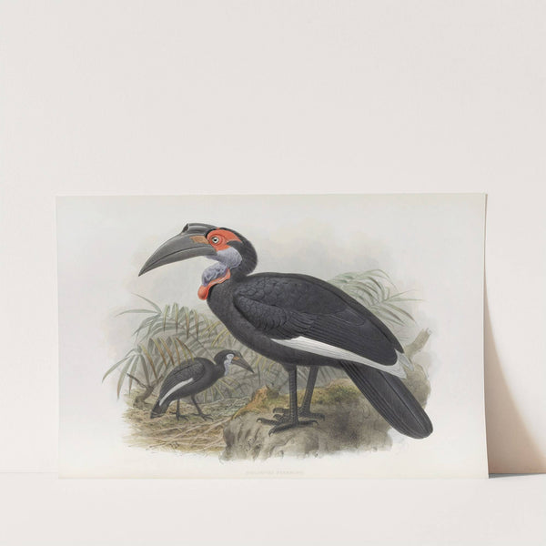 Bucorvus pyrrhops by Daniel Giraud Elliot