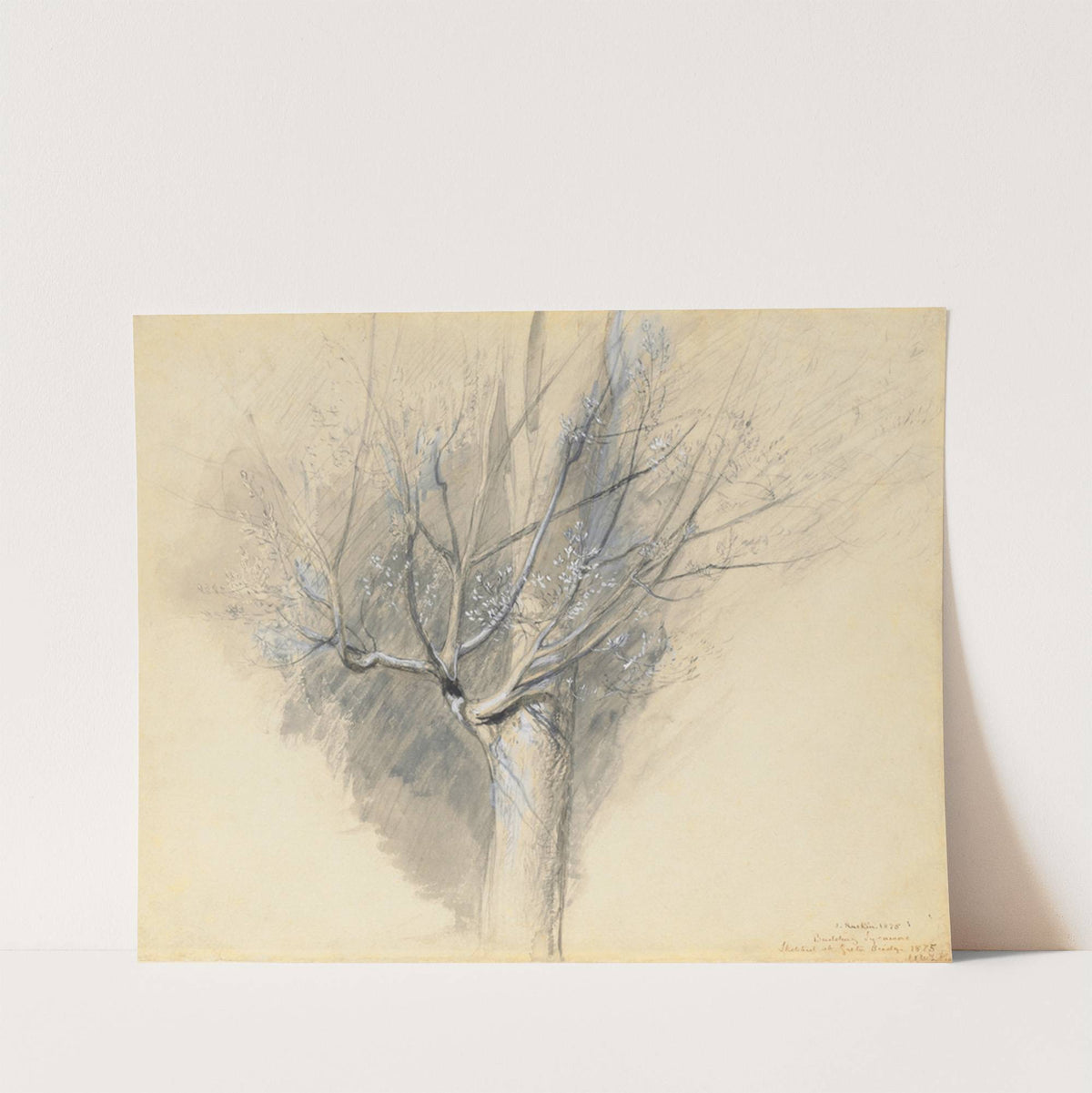 Budding Sycamore by John Ruskin