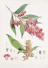 Buddleia Colvilei, H.f. & T. (1855)