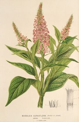 Buddleia curviflora
