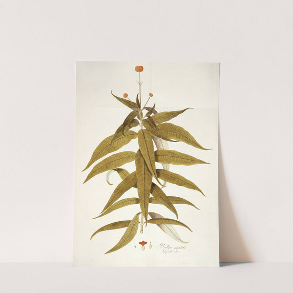 Budlea capitata by Nikolaus Joseph Freiherr von Jacquin