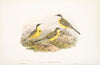 Budytes cinereocapilla. Grey-capped Wagtail. (1862-1873)