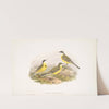Budytes cinereocapilla. Grey-capped Wagtail. (1862-1873) by John Gould