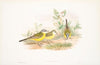 Budytes flava. Grey-headed Wagtail. (1862-1873)