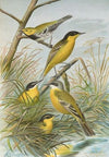 Budytes flavus cinereocapillus (Savi), melanocephalus (Lichtenstein), melanocephalus xanthophrys, Dendroeca virens