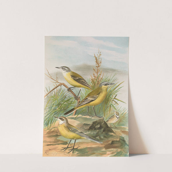 Budytes flavus by Johann Friedrich Naumann