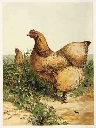 Buff Cochin Hen