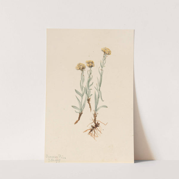 Buff Pussytoes (Antennaria luzuloides) (1917) by Mary Vaux Walcott