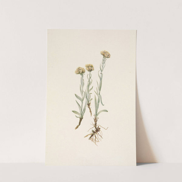 Buff Pussytoes. Antennaria luzuloides (1925) by Mary Vaux Walcott