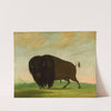 Buffalo Bull, Grazing on the Prairie by George Catlin