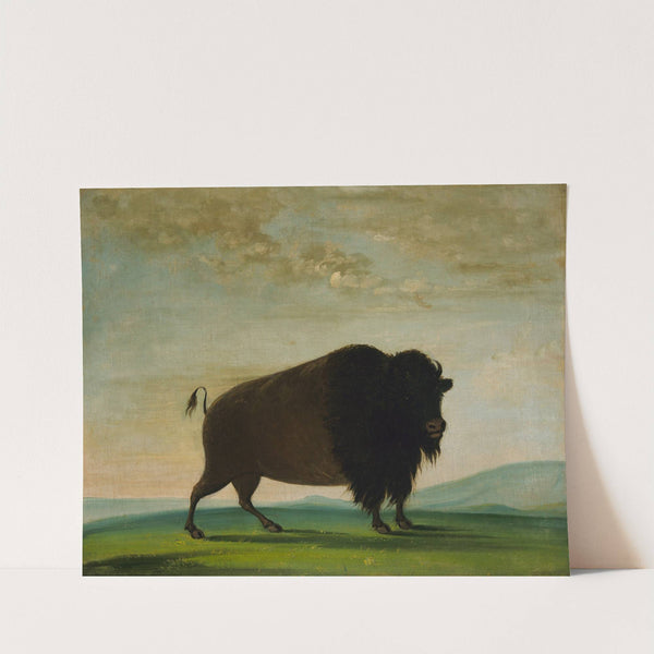 Buffalo Cow, Grazing on the Prairie by George Catlin