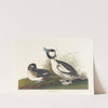 Buffet-headed duck by John James Audubon