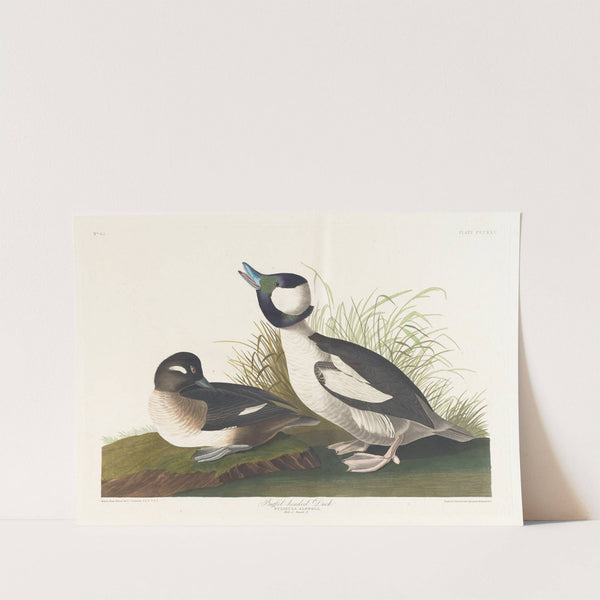 Buffet-headed duck by John James Audubon