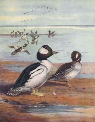 Buffle-Headed Duck