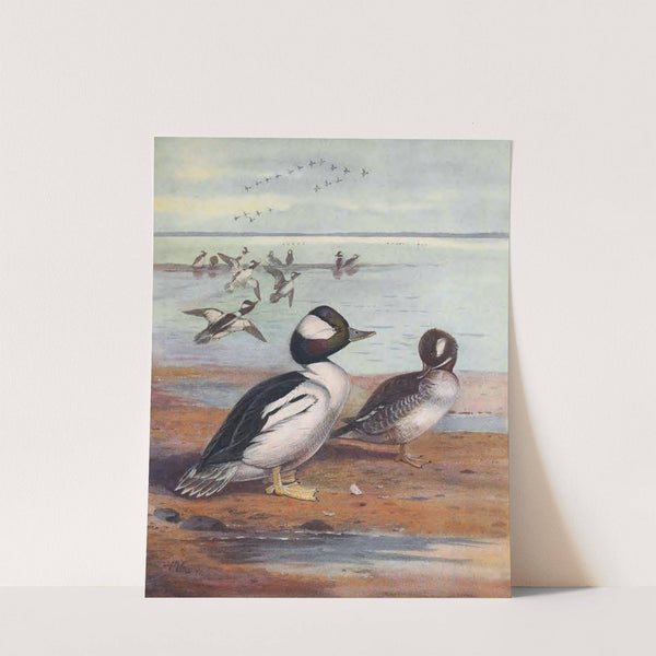 Buffle-Headed Duck by John Guille Millais