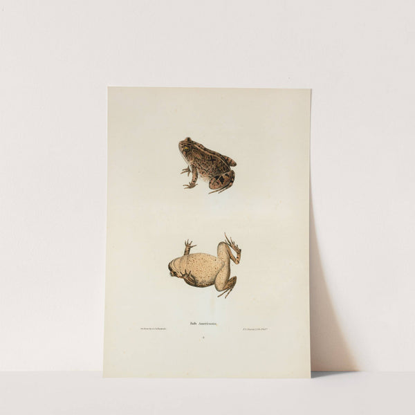 Bufo Americanus by John Edwards Holbrook