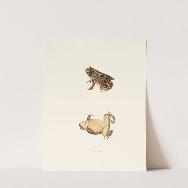 Bufo Americanus by John Edwards Holbrook