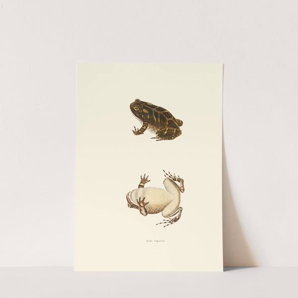 Bufo cognatus by John Edwards Holbrook