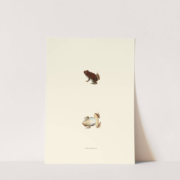 Bufo erythronotus by John Edwards Holbrook