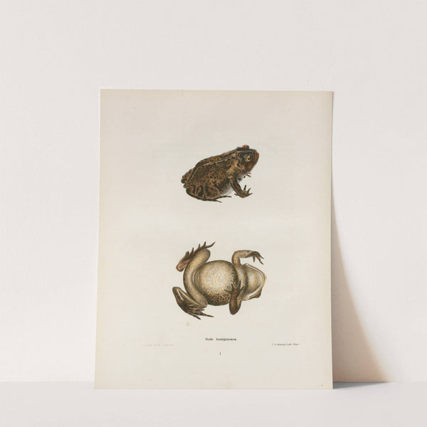 Bufo lentiginosus by John Edwards Holbrook