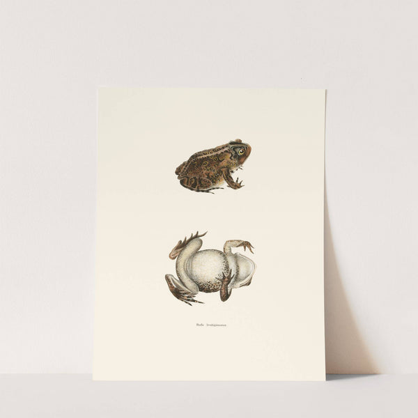 Bufo lentiginosus by John Edwards Holbrook