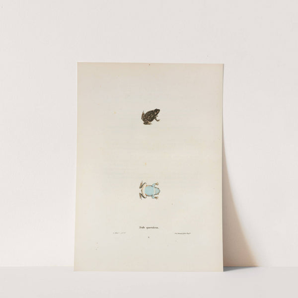 Bufo quercicus by John Edwards Holbrook