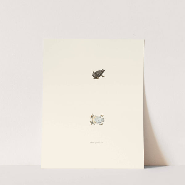 Bufo quercicus by John Edwards Holbrook