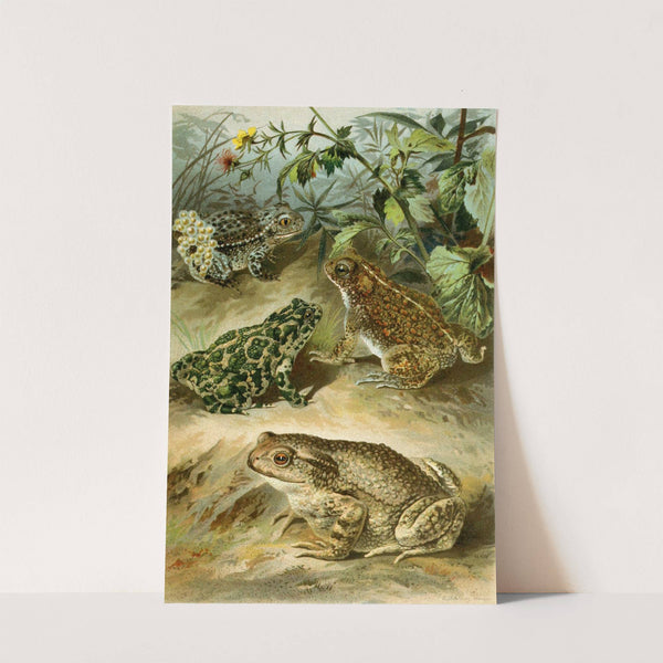 Bufo vulgaris, Bufo viridis, Bufo calamita, Alytes obstetricans by Bruno Dürigen