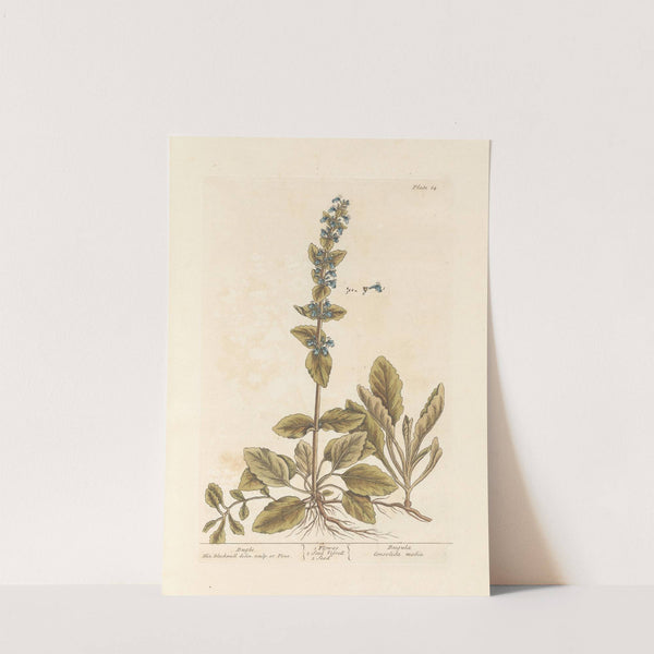 Bugle by Elizabeth Blackwell