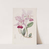 Bulbous Cattleya by Sydenham Edwards