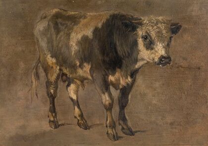 Bull