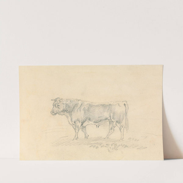 Bull by Sawrey Gilpin
