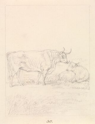 Bull and Cow
