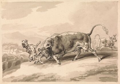 Bull Attacking Mastiff