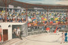 Bull Fight