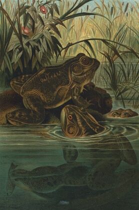 Bull-Frog.