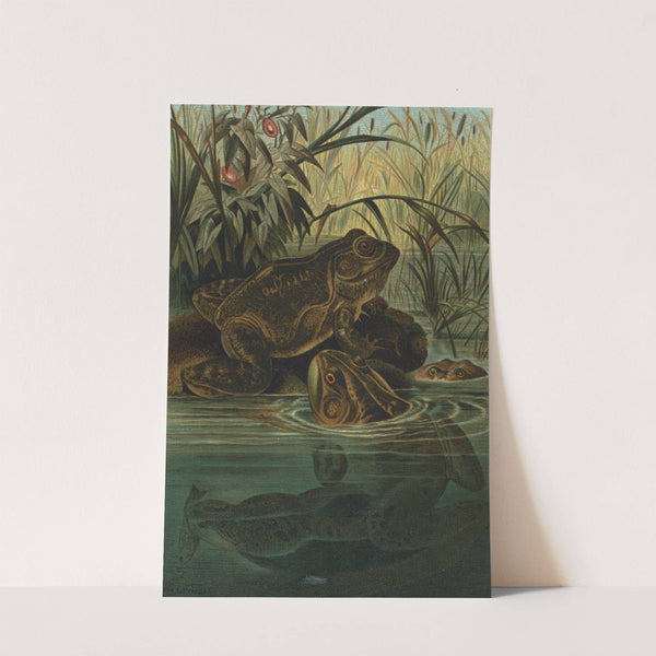 Bull-Frog. by John George Wood
