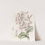 Bull-headed Dendrobium by Sydenham Edwards