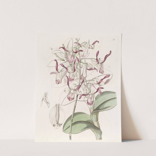 Bull-headed Dendrobium by Sydenham Edwards