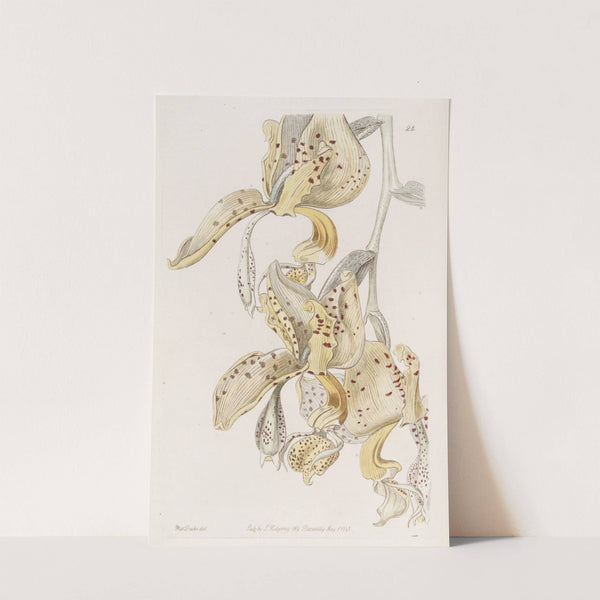 Bull-horned Stanhopea by Sydenham Edwards
