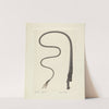 Bull Whip by Clyde L. Cheney